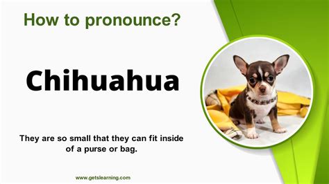 How to pronounce Visteon chihuahua .